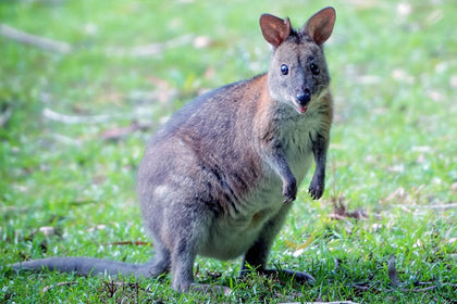 Wallaby control