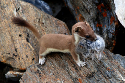 Stoat control