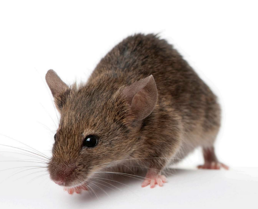 Why Mouse Control Is More Complex in New Zealand