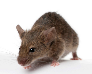 Why Mouse Control Is More Complex in New Zealand