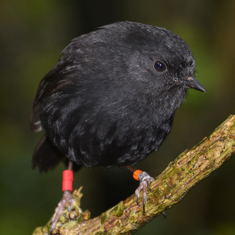 Part Two: Beyond the Recovery – The Next Chapter for the Black Robin