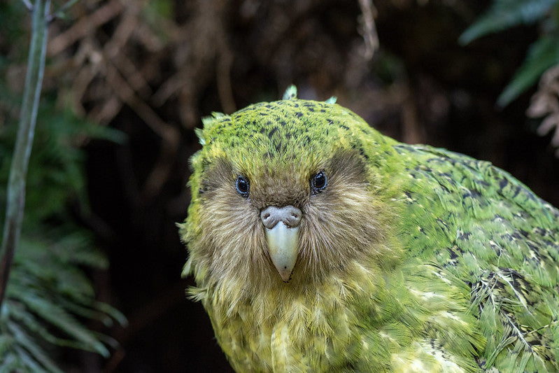 The Kākāpō Comeback: Aotearoa’s Rarest Parrot Steps Into a New Era