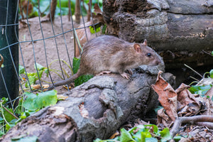 The History of Rodents in Aotearoa: How Rats and Mice Became a Conservation Crisis