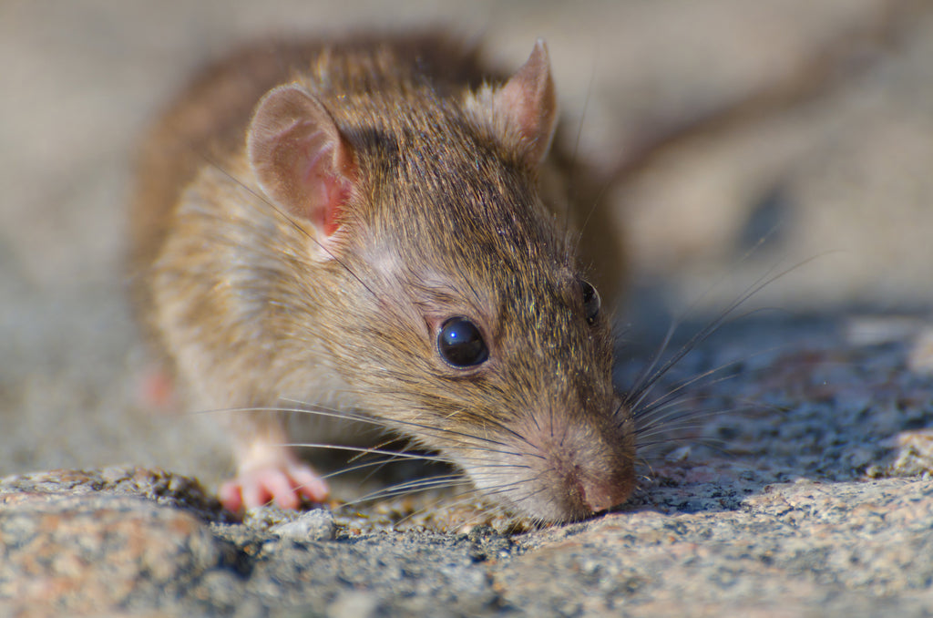 The Human Role: Communities on the Frontline of Rodent Control