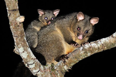A common brushtail possum in New Zealand - sitting in a tree with a joey (baby possum) on its back.