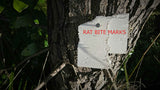 A chew card nailed onto a tree showing rat bite marks. Chew cards monitor the presence or absence of rats, mice, possums, hedgehogs, stoats, and feral cats.