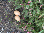 Decoy Eggs - Connovation