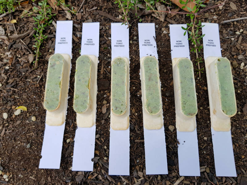 Ferafeed Striker 18g - a prefeed for possum and rodent control made from Ferafeed 213 paste in a potato starch station sitting on a backing card.