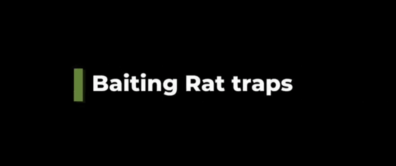 Baiting Rat Traps Like a Pro with Cam Speedy