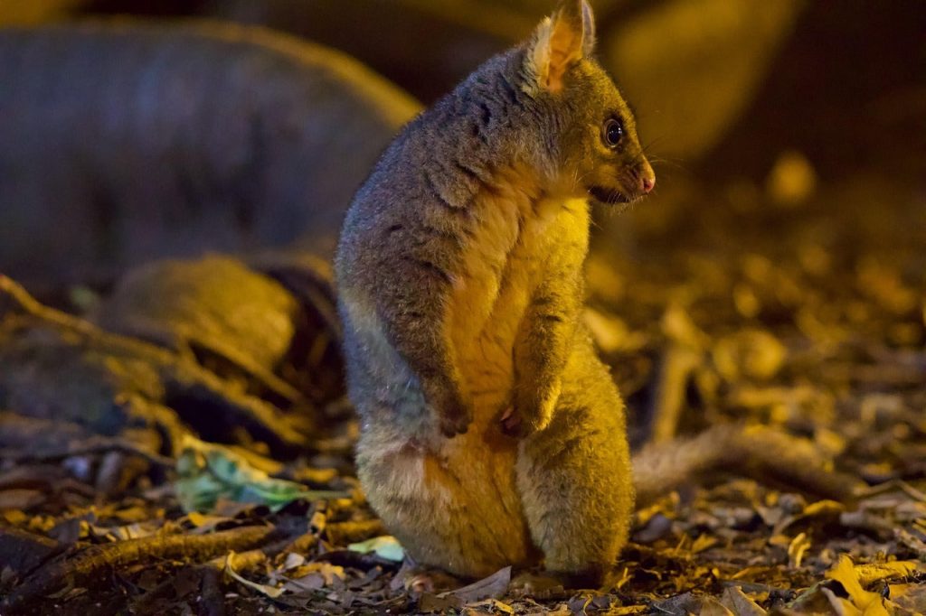 The Impact of Possums on New Zealand's Horticulture