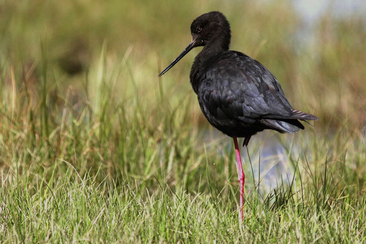 http://www.flickr.com/photos/nzsamphotofanatic/ Black Stilt