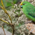 Kākāriki Karaka: Protecting One of Aotearoa’s Rarest Taonga from Introduced Pests