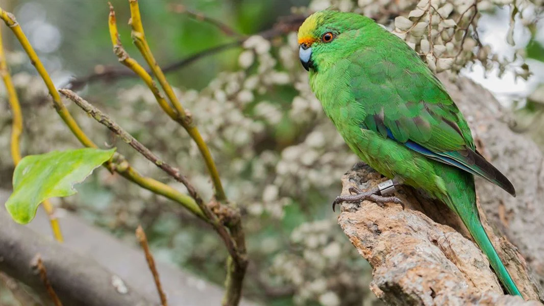Kākāriki Karaka: Protecting One of Aotearoa’s Rarest Taonga from Introduced Pests