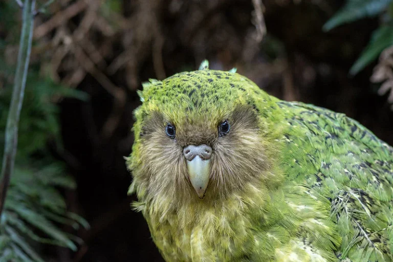 kakapo-sinbad-800x-by-jake-osborne-cc_2048x (1)
