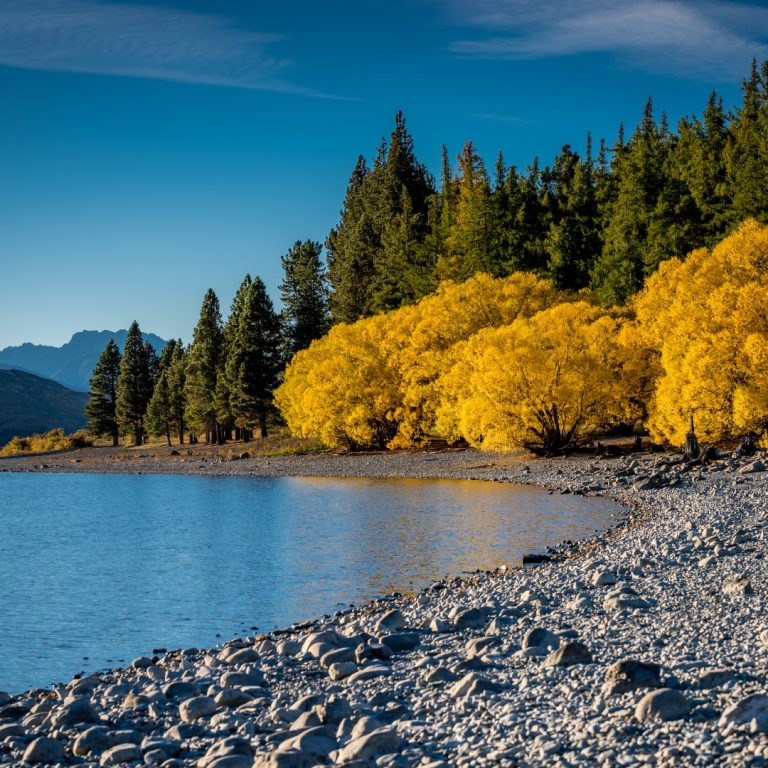 Autumn trees