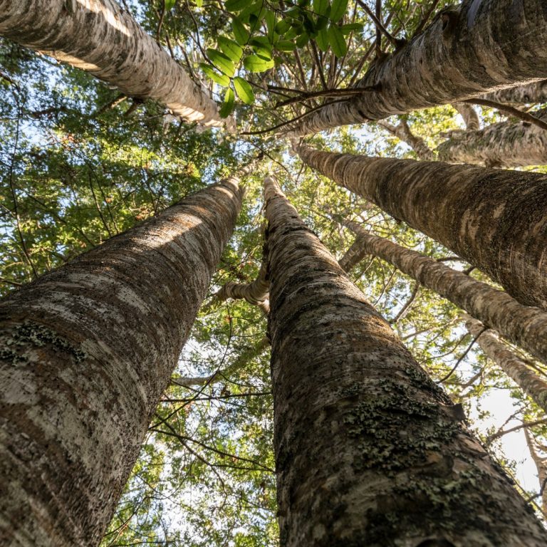 Kauri Forest