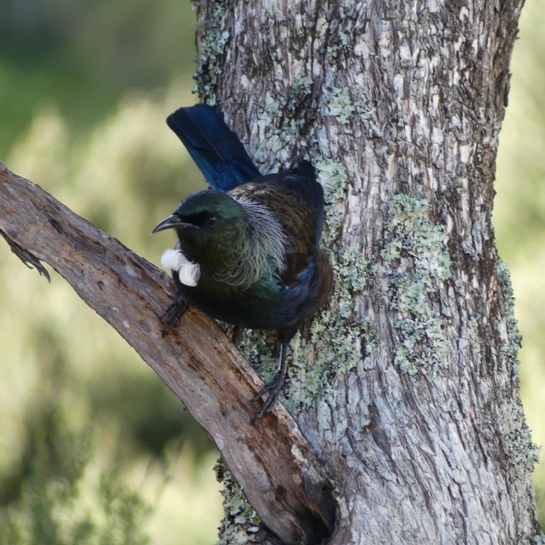 New zealand bird