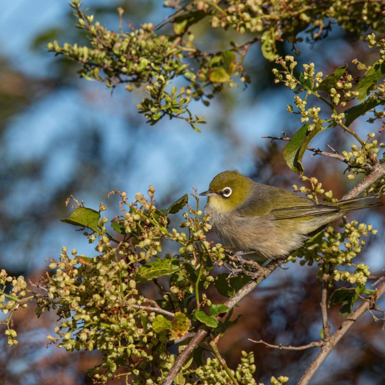 Silvereye