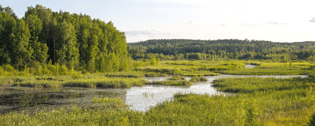 Forest Wetlands