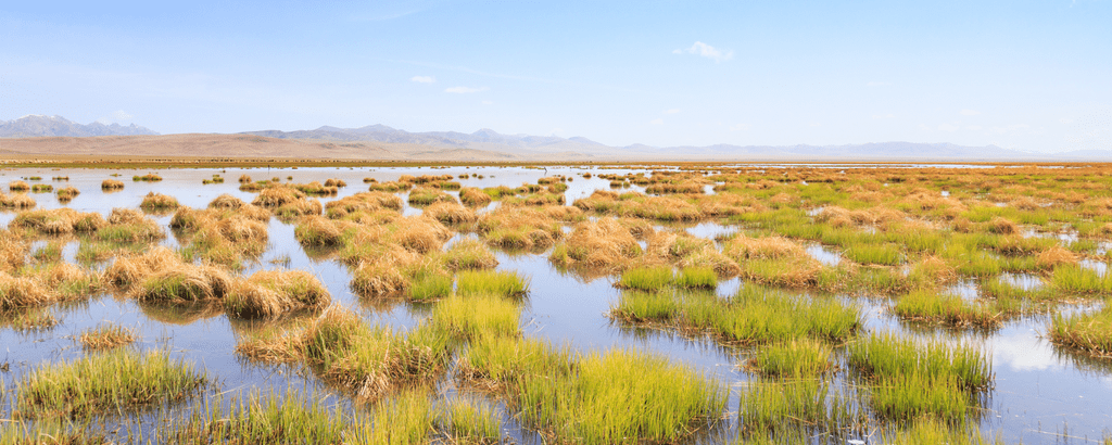 Wetlands 