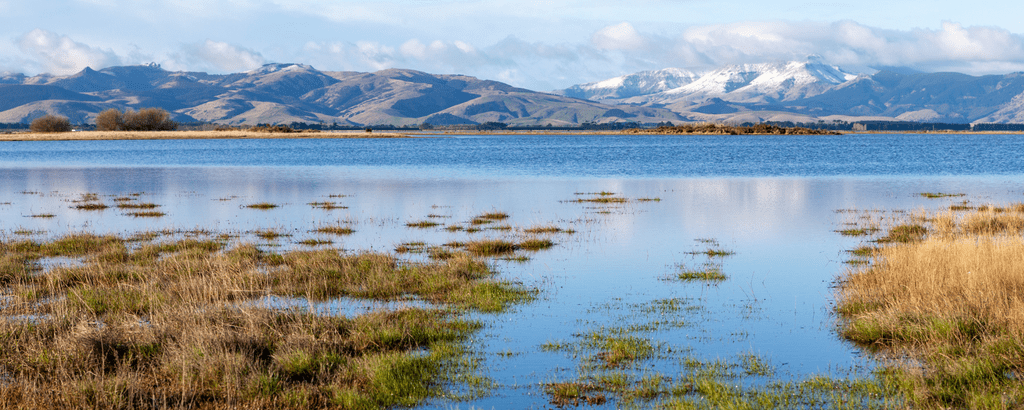 Wetland in New Zealand