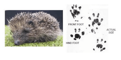 Hedgehog footprint on an ink tracking card
